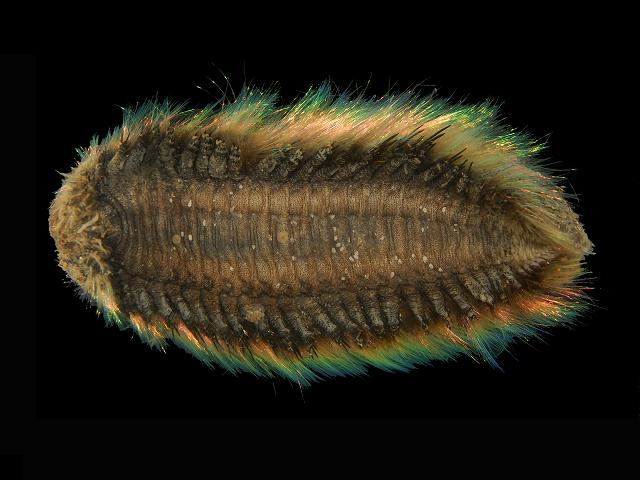 Còn về lý do được gọi là chuột biển, nhiều chuyên gia cho rằng bởi khi dạt vào bờ, loài động vật này khá giống với loài chuột thường khi bị nhúng nước, ướt hết lông.Cơ thể phía trên của chuột biển được bao phủ bởi những sợi lông cứng dày đặc có cấu trúc như những sợi tóc. Kết cấu màu sắc trên lông chuột biển cũng là một trong những tính năng độc đáo của nó.