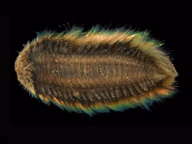 Còn về lý do được gọi là chuột biển, nhiều chuyên gia cho rằng bởi khi dạt vào bờ, loài động vật này khá giống với loài chuột thường khi bị nhúng nước, ướt hết lông.Cơ thể phía trên của chuột biển được bao phủ bởi những sợi lông cứng dày đặc có cấu trúc như những sợi tóc. Kết cấu màu sắc trên lông chuột biển cũng là một trong những tính năng độc đáo của nó.