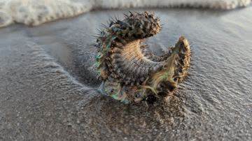 Mới đây, Newsflare đưa tin, Mike Arnott, 33 tuổi, đang đi dạo dọc bãi biển biển Portobello, Edinburgh (Scotland) thì thấy một sinh vật lạ huỳnh quang màu xanh lá cây kỳ lạ trên cát khi thủy triều rút.