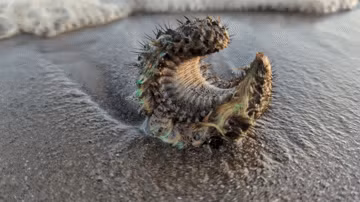 Mới đây, Newsflare đưa tin, Mike Arnott, 33 tuổi, đang đi dạo dọc bãi biển biển Portobello, Edinburgh (Scotland) thì thấy một sinh vật lạ huỳnh quang màu xanh lá cây kỳ lạ trên cát khi thủy triều rút.