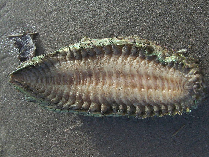 Tính năng này được coi là một cơ chế bảo vệ, giúp chuột biển đưa ra những tín hiệu cảnh báo về kẻ thù tiềm năng. Về sinh sản, chuột biển có phân loại giới tính riêng biển, đực và cái. Chúng sinh sản hữu tính bằng cách giải phóng trứng và tinh trùng vào trong nước và kết hợp với nhau.