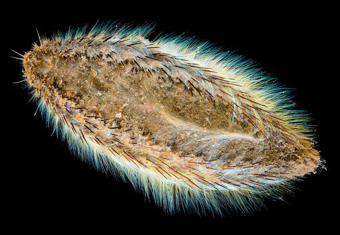 Pete Haskell, thuộc Tổ chức Động vật hoang dã Scotland, đã cung cấp kiến thức chuyên môn của mình để giúp xác định loài động vật giống người ngoài hành tinh này. Theo Pete Haskell đó là một con chuột biển bị cuốn trôi.