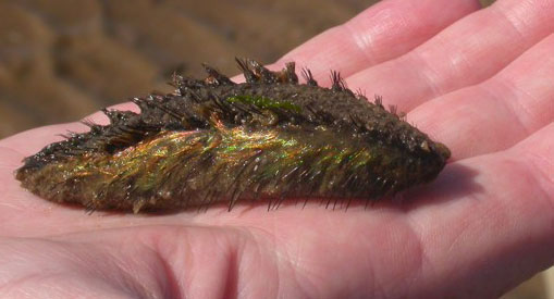 Để sinh tồn, chuột biển ăn thịt và chủ yếu ăn các loài động vật nhỏ dưới đáy như cua nhỏ, cua ẩn sĩ và cả các loài sâu biển khác. Loài này cũng được quan sát là đã chi phối và tiêu diệt gọn một con sâu biển có chiều dài gấp 3 lần cơ thể nó.