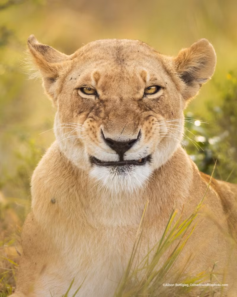 Nụ cười đầy ẩn ý của một chú sư tử trong bức ảnh của Alison Buttigieg. "Một trong những chú sư tử với biểu cảm hài hước sau khi ngáp. May mắn cho tôi là chú sư tử này đã nhìn thẳng vào ống kính trong khoảnh khắc đó và tôi đã ghi lại được nụ cười của nó", tác giả của bức ảnh chia sẻ.