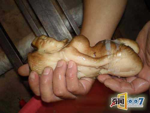 Ngoài ra, loại linh chi này đặc biệt giàu PPQ, chất có khả năng điều tiết miễn dịch, ngừa các bệnh về gan, ngăn ngừa tế bào gốc tự do làm tổn thương cơ thể, đặc biệt có khả năng phòng chống ung thư mạnh.