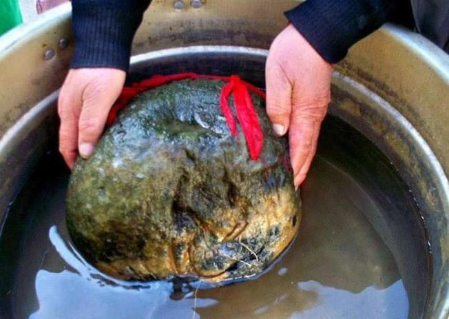 Theo lời truyền tụng của dân gian, linh chi Thái Tuế là một thứ "thần dược" mà Tần Thủy Hoàng đã tìm kiếm, là một loại dược liệu rất quý hiếm.