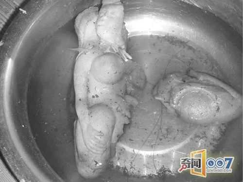 Theo các chuyên gia của Học viện Đông y Thiên Tân, loài linh chi này chứa Polysaccharides, protein, chất béo, nhiều loại axit amin cũng như các nguyên tố giàu dinh dưỡng khác, giúp cải thiện hệ thống tuần hoàn của cơ thể, điều tiết hormone estrogen, kích thích sản sinh tế bào miễn dịch.