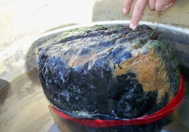 Sau khi xem xét kỹ càng, các chuyên gia khẳng định đây là linh chi Thái Tuế.