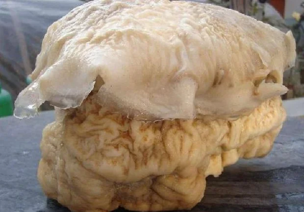 Nửa năm sau, người ngư dân này vô tình kiểm tra mới sửng sốt khi phát hiện "miếng thịt" kia sau khi trải qua 6 tháng dầm mưa dãi nắng không những không hề bị thối rữa, hư hỏng, ngược lại còn to lên, nặng hơn 5 kg so với trước, tổng cộng khoảng 30 kg.