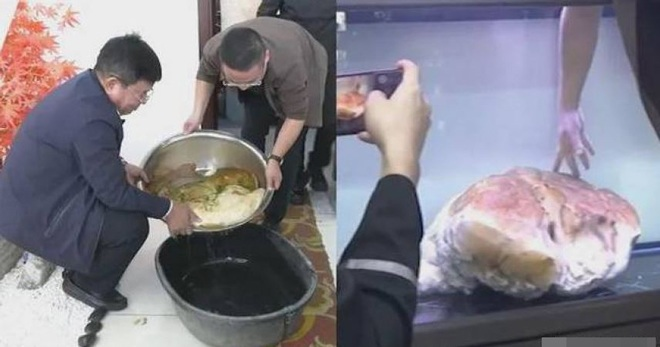 Người ngư dân khi đó không hề biết đây là gì, càng không biết giá trị của nó. Anh ấy không nghĩ quá nhiều, chỉ ném nó vào chiếc xô nhựa trên thuyền của mình rồi quên bẵng đi.