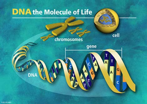Ngay cả sau khi nhiều thí nghiệm vào giữa thế kỷ XX đã cung cấp bằng chứng cho thấy, DNA chính là nơi lưu trữ thông tin di truyền, quy định các tính trạng của con người và động vật nhưng nhiều nhà khoa học vẫn tin, protein mới chính là vật chất lưu trữ thông tin di truyền.