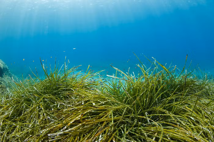 Khu vực mọc cỏ biển vẫn luôn ít được giới khoa học chú ý. Diện tích cỏ biển toàn cầu chỉ khoảng 160.000 km2 đến 1,6 triệu km2.