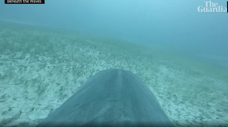 Với những đoạn tư liệu thu thập được nhờ "nhà nghiên cứu biển" cá mập hổ, các nhà khoa học cho rằng họ đã tìm thấy khu vực cỏ biển lớn nhất thế giới, rộng tới khoảng 92.000km2, nằm dưới đáy biển vùng Cairibbean.