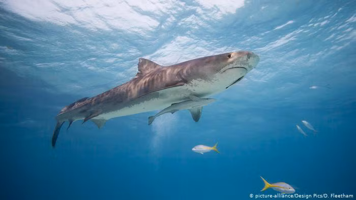 Loài cá này chuyên săn mồi vào ban đêm. Chúng có sọc vằn như hổ báo và sẽ phai đi khi chúng trưởng thành.
