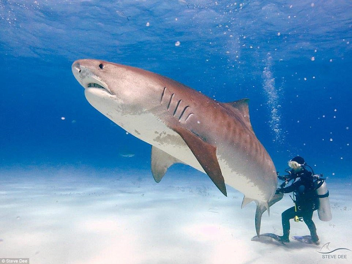 Cá mập báo lớn có kích thước trung bình 3,25 m và cân nặng từ 385 đến 909 kg. Loài cá này sống ở nhiều khu vực đại dương nhiệt đới và ôn đới khắp thế giới, đặc biệt là xung quanh các hòn đảo trung Thái Bình Dương.