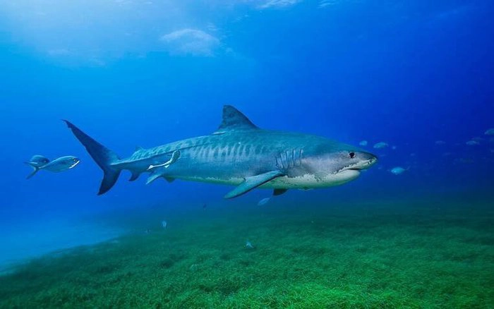 PGS. Richard Unsworth tại Đại học Swansea cho biết sử dụng động vật biển theo cách trên giống như "mở một cánh cửa sổ đến thế giới biển" và có thể trả lời các câu hỏi về khủng hoảng khí hậu và đa dạng sinh học. Dù không tham gia và nghiên cứu vị trí của cỏ biển, Richard Unsworth đánh giá cao công việc này: "Nếu chúng ta không biết cỏ biển ở đâu thì chúng ta cũng chẳng thể bảo vệ được nó".