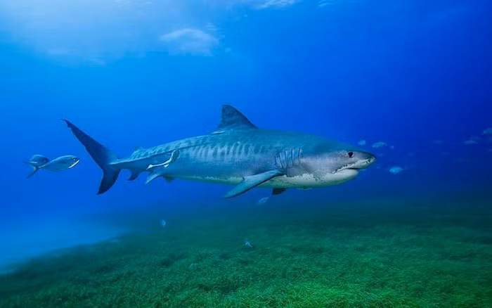 PGS. Richard Unsworth tại Đại học Swansea cho biết sử dụng động vật biển theo cách trên giống như "mở một cánh cửa sổ đến thế giới biển" và có thể trả lời các câu hỏi về khủng hoảng khí hậu và đa dạng sinh học. Dù không tham gia và nghiên cứu vị trí của cỏ biển, Richard Unsworth đánh giá cao công việc này: "Nếu chúng ta không biết cỏ biển ở đâu thì chúng ta cũng chẳng thể bảo vệ được nó".