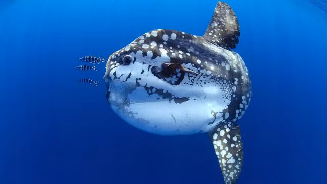 6 loai co ve ngoai sieu thuc ngo nhu sinh vat tu hanh tinh khac-Hinh-6