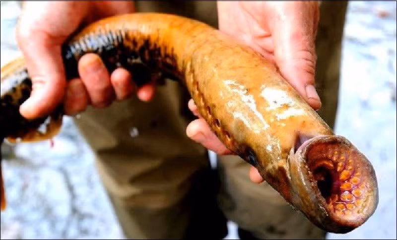 Bên trong đó là tế bào chất nhầy và tế bào sợi. Những tế bào chất nhầy có chứa hàng trăm túi nhầy cô đặc. Trong khi đó, mỗi tế bào sợi chứa một sợi protein cuộn phức tạp.