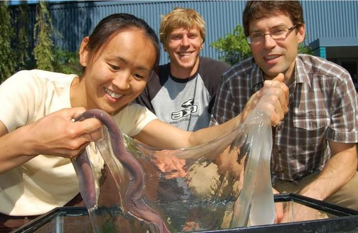 Theo đó, khi răng của cá mập nghiến xuống, cá mút đá không có xương để bị nghiền nát, thay vào đó chúng chỉ có sụn mềm dẻo. Ngoài ra, do da của cá mút đá dính liền với phần còn lại của cơ thể lỏng lẻo nên áp lực từ vết cắn khiến những cơ quan thiết yếu của nó trượt ra ngoài. Điều này giúp loài cá này tránh bị tổn thương.