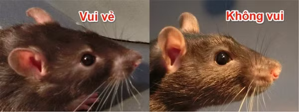 9. Nếu bị cù những con chuột thực sự sẽ cười. Điều đặc biệt là chuột không cười bằng miệng mà… bằng tai. Khi vui vẻ, tai của chuột sẽ rủ xuống và thả lỏng, đồng thời ửng đỏ. Còn khi chúng không vui, tai chúng sẽ vểnh ra phía trước.