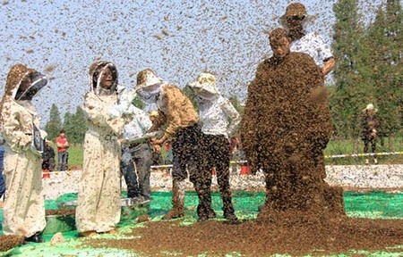  4. Gần một giờ dành cho 637.000 con ong: Năm 2012, một người đàn ông Trung Quốc đã lập một kỷ lục thế giới rất kỳ quặc. Ông ta đã dành 54 phút để cho 637.000 con ong bao phủ lên người.