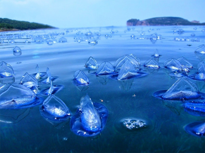  3. Hàng tỷ sinh vật biển: Hàng tỷ vi sinh vật được biết đến với cái tên "thủy thủ bên gió" đã trôi dạt đầy bờ biển phía Tây. Những sinh vật biển xanh này đã dạt đến với số lượng lớn, đến cả hàng tỷ. Không ai hiểu chuyện gì đã xảy ra và không ai biết chúng đến từ đâu.