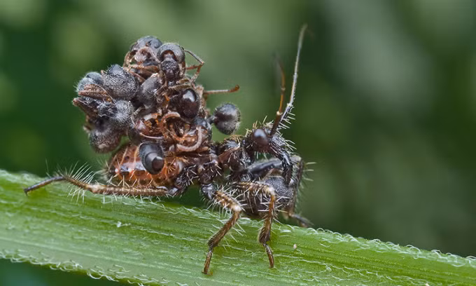 Ở khu vực phía đông châu Phi và châu Á, một loài côn trùng có cơ chế ngụy trang đặc biệt: Dùng xác của những con côn trùng khác để ngụy trang.