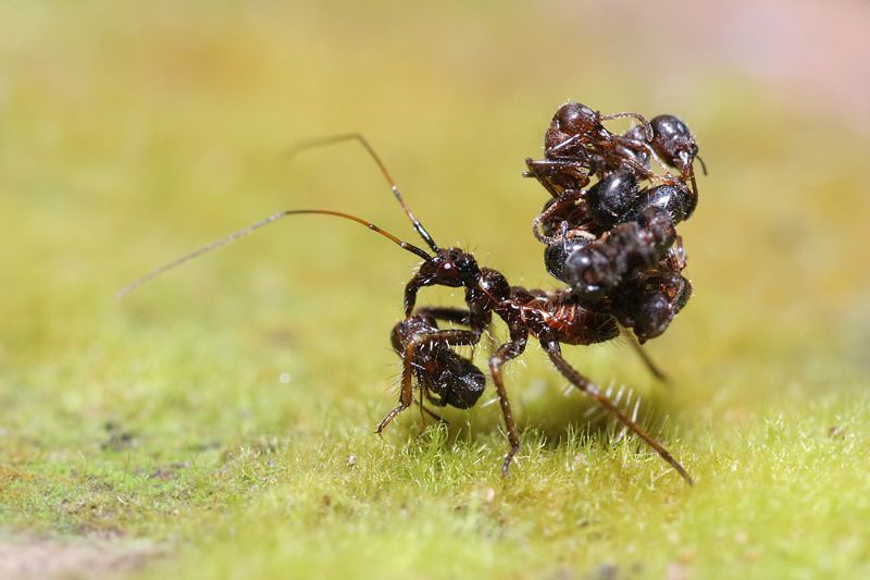 Ba lô thực vật hoặc côn trùng chết cũng có thể đóng vai trò như một cơ chế bảo vệ. Trong một nghiên cứu, các chuyên gia đã khiến bọ Acanthaspis petax phải đối đầu với những kẻ săn mồi tiềm năng và nhận thấy rằng việc ngụy trang làm cho kẻ săn mồi bối rối.