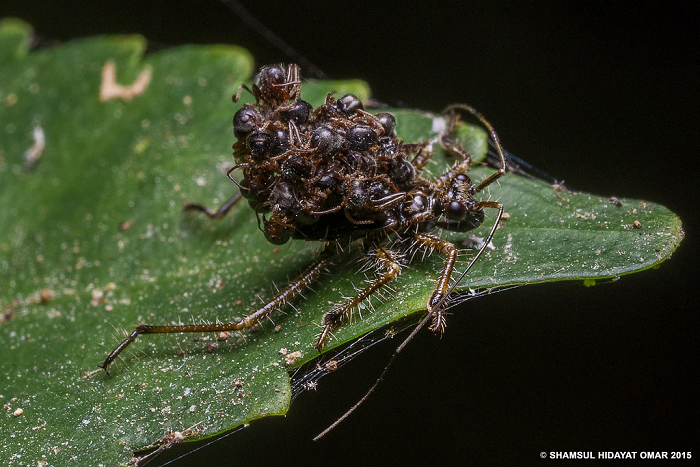 Họ cũng lưu ý rằng con bọ có thể thả ba lô ra nếu bị đe dọa. Chiếc ba lô lúc này sẽ đóng vai trò đánh lạc hướng, giúp nó trốn thoát. Trong trường hợp đó, ba lô phục vụ mục đích tương tự đuôi thằn lằn, có thể tách rời để thằn lằn chạy khỏi những kẻ săn mồi.