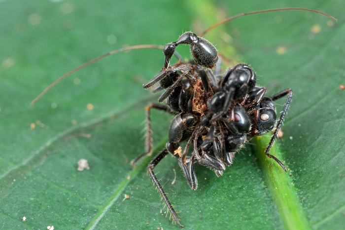 Acanthaspis petax có thể mang theo 20 con kiến cùng lúc, tất cả kết dính với nhau nhờ một chất dính.