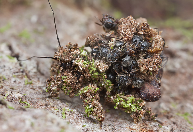 Ở mỗi cặp động vật săn đuổi-trốn tránh, cấp độ tiến hóa trá hình và phát hiện khác nhau. Một số động vật ẩn trốn làm giả chuyển động trong tự nhiên, ví dụ chiếc lá trong gió. Điều này gọi là hành vi ẩn mình theo môi trường. Các động vật khác gắn liền hoặc lấy những vật liệu trong tự nhiên đắp lên thân mình để ẩn náu.