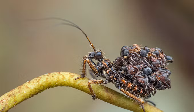 Có một số cách để làm điều này. Một là động vật hòa mình vào môi trường xung quanh; cách khác là động vật biến hình thành thứ gì khác hấp dẫn hoặc có vẻ ngoài nguy hiểm.