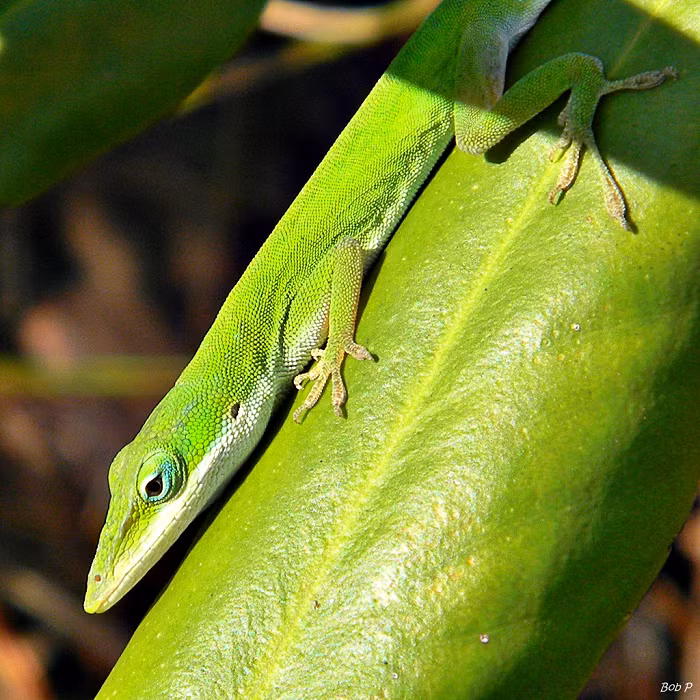 Chẳng hạn như con thằn lằn Anolis caroliensis với khả năng đổi màu da giống hệt môi trường xung quanh chính là minh họa cho sự tài tình của tập tính ngụy trang trong tự nhiên. Luôn có sự tiến hóa liên tục trong khả năng phát hiện sự trá hình, tương tự năng lực ẩn trốn cũng biến đổi luôn luôn.