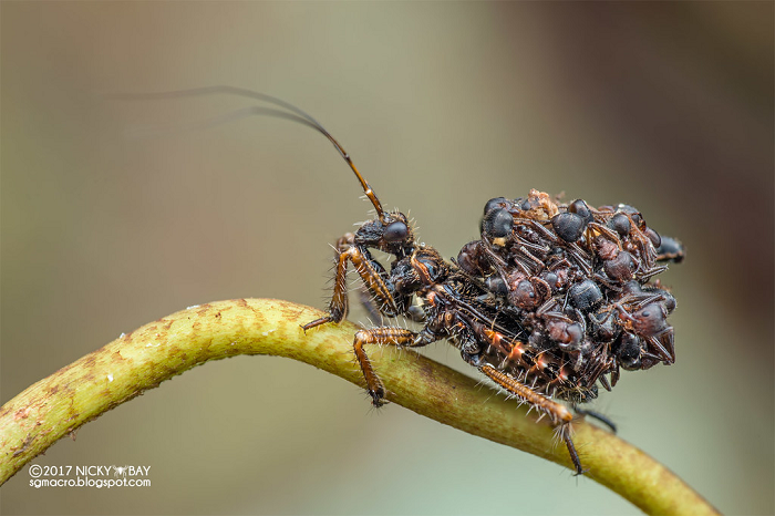 Trong thiên nhiên, các loài động vật chịu áp lực phải thay đổi để hòa lẫn với môi trường sống hoặc che giấu hình dạng; các động vật bị săn đuổi nhờ đó trốn tránh kẻ săn mồi và động vật săn mồi thì có thể tấn công mà không bị phát hiện. Ngụy trang tự nhiên là một trong những biện pháp đó.