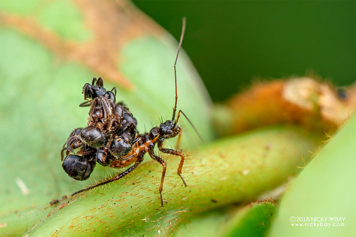 Ngụy trang là hành vi (tập tính) của sinh vật nhằm trốn tránh khỏi khả năng quan sát của đối tượng khác bằng cách ẩn mình trong môi trường xung quanh. Tập tính này có thể giúp sinh vật trốn tránh kẻ thù hoặc dễ dàng hơn trong việc săn mồi.