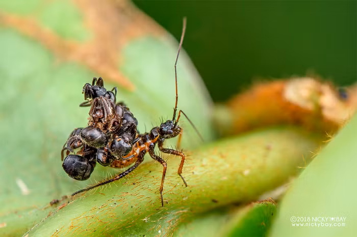 Ngụy trang là hành vi (tập tính) của sinh vật nhằm trốn tránh khỏi khả năng quan sát của đối tượng khác bằng cách ẩn mình trong môi trường xung quanh. Tập tính này có thể giúp sinh vật trốn tránh kẻ thù hoặc dễ dàng hơn trong việc săn mồi.