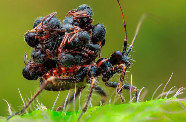 Với tên khoa học Acanthaspis petax, loài côn trùng này là bọ sát thủ - thuật ngữ dùng để chỉ hàng nghìn loài côn trùng có khả năng đâm con mồi rồi hút dịch.
