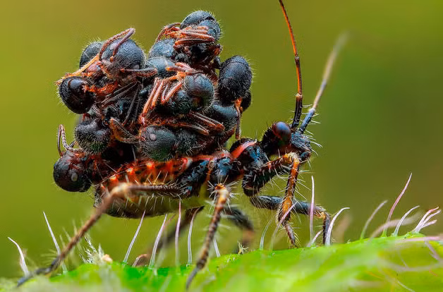 Với tên khoa học Acanthaspis petax, loài côn trùng này là bọ sát thủ - thuật ngữ dùng để chỉ hàng nghìn loài côn trùng có khả năng đâm con mồi rồi hút dịch.