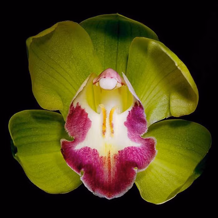 Các nhà nghiên cứu tại công ty Nongke, Thâm Quyến (Trung Quốc) phải mất tới 8 năm quan sát và nuôi dưỡng mới có thể cho ra đời một cây phong lan Nongke. Trong đó, có 4 – 5 năm chờ đợi chúng nở hoa. Chỉ những cây hoa đẹp nhất mới được đưa ra thị trường và giá của chúng rất đắt, lên tới 200.000 USD một cây.