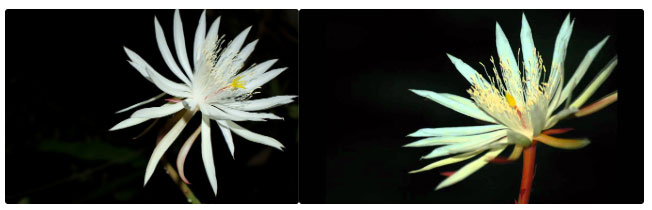 Cách duy nhất để bạn có thể thưởng thức hương thơm tuyệt diệu của loài hoa quý hiếm này là mua một chai nước hoa hương Kadapul mà thôi.