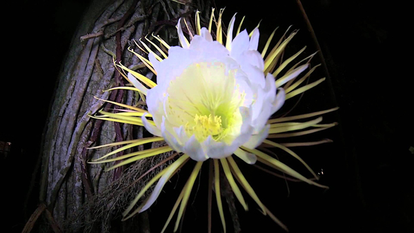  2. Hoa Kadapul: Đây là một loài hoa vô giá, thậm chí có tiền cũng khó mua được bởi chưa có bất cứ nhà vườn nào trên thế giới có thể trồng được giống hoa này. Loài hoa này tỏa ra một mùi hương rất dễ chịu, đem lại cảm giác thư thái cho người thưởng ngoạn.