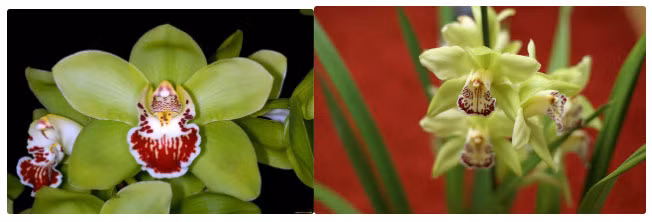  4. Hoa phong lan Nongke Thâm Quyến: Lan Thâm Quyến rất hiếm bởi nó hoàn toàn không có trong tự nhiên mà được lai tạo trong phòng thí nghiệm. Phong lan Nongke Thâm Quyến được phát triển bởi các nhà khoa học nông nghiệp Trung Quốc. Loài hoa này hoàn toàn do con người tạo ra và được đặt theo tên của đại học Nongke Thâm Quyến, nơi nó được tạo ra.