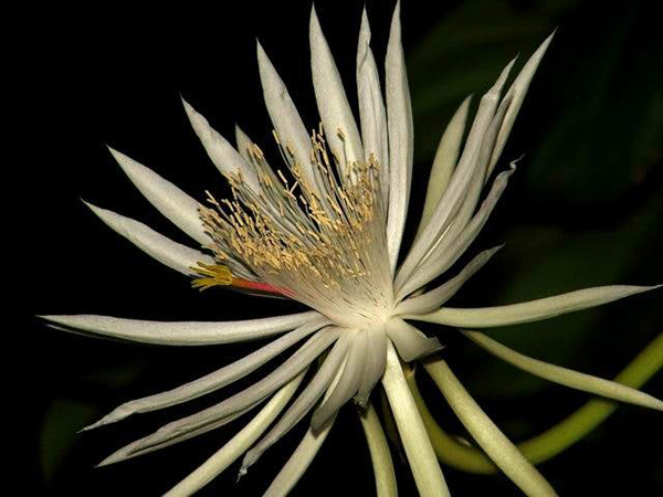 Ngày nay, việc có thể thưởng ngoạn hoa Kadapul tươi là điều gần như không tưởng bởi chắc chắn chẳng ở đâu trên thế giới bày bán cả. Tuổi thọ ngắn ngủi khiến loại hoa này trở nên vô cùng quý hiếm và nó thậm chí được coi là vô giá vì loài hoa này gần như không được mua bán trên thị trường.