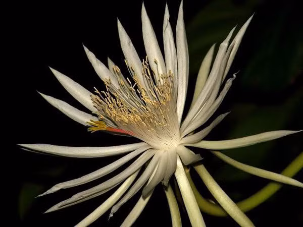 Ngày nay, việc có thể thưởng ngoạn hoa Kadapul tươi là điều gần như không tưởng bởi chắc chắn chẳng ở đâu trên thế giới bày bán cả. Tuổi thọ ngắn ngủi khiến loại hoa này trở nên vô cùng quý hiếm và nó thậm chí được coi là vô giá vì loài hoa này gần như không được mua bán trên thị trường.