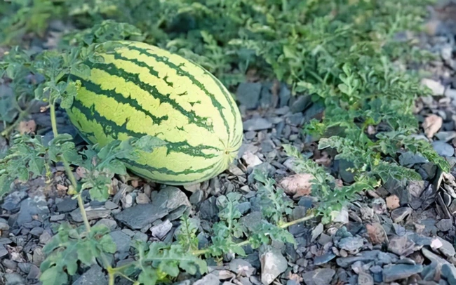 Chính vì các yếu tố trên nên việc tiêu thụ loại dưa hấu này rất tốt và người nông dân cũng thu lãi khủng khi gieo trồng loại quả này.