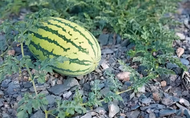 Chính vì các yếu tố trên nên việc tiêu thụ loại dưa hấu này rất tốt và người nông dân cũng thu lãi khủng khi gieo trồng loại quả này.