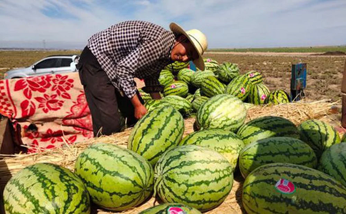 Khu vực Tây Bắc Trung Quốc là nơi thích hợp nhất để trồng dưa hấu Selen vì đây là khu vực xa thành phố, môi trường tương đối trong lành, không bị ảnh hưởng nhiều bởi ô nhiễm công nghiệp. Thêm vào đó, do địa hình cao nên tương đối ít chim chóc và sâu bệnh nên người nông dân cơ bản không cần sử dụng thuốc bảo vệ thực vật.