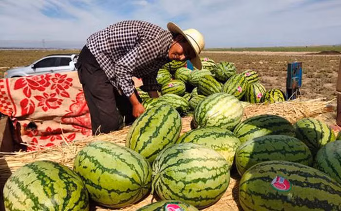Khu vực Tây Bắc Trung Quốc là nơi thích hợp nhất để trồng dưa hấu Selen vì đây là khu vực xa thành phố, môi trường tương đối trong lành, không bị ảnh hưởng nhiều bởi ô nhiễm công nghiệp. Thêm vào đó, do địa hình cao nên tương đối ít chim chóc và sâu bệnh nên người nông dân cơ bản không cần sử dụng thuốc bảo vệ thực vật.