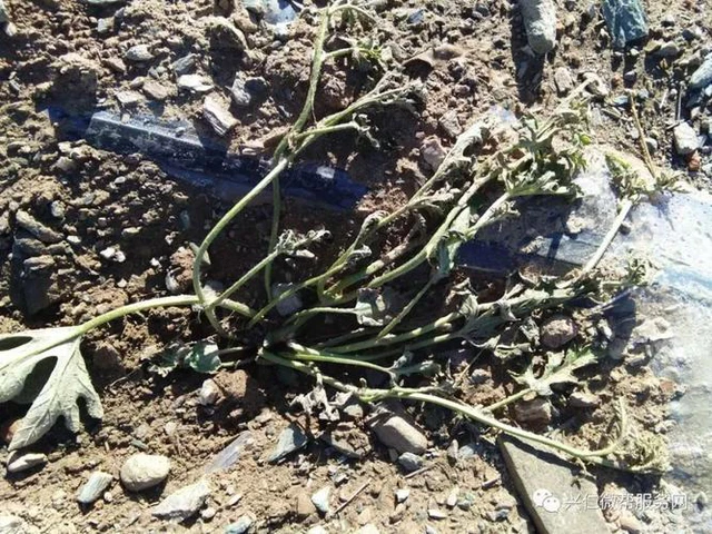 Tiếp đó là sự suy thoái nghiêm trọng của thảm thực vật. Phần lớn diện tích đất ép cát là đồng cỏ hoang mạc hóa, và sự can thiệp của con người vào đất ép cát đã phá vỡ cân bằng sinh thái, dẫn đến thảm thực vật bị tàn phá và suy giảm hệ sinh thái. Hơn thế nữa là gây xói mòn đất nghiêm trọng. Nhiều năm qua, các con sông, sườn đồi, khe núi, trảng cỏ bị đào bới bừa bãi do ép cát trồng trọt gây hiện tượng xói mòn đất cục bộ.